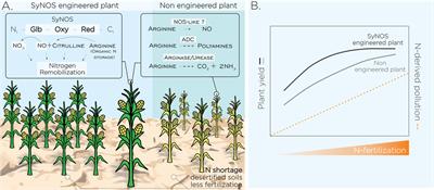 Chimera of Globin/Nitric Oxide Synthase: Toward Improving Nitric Oxide Homeostasis and Nitrogen Recycling and Availability